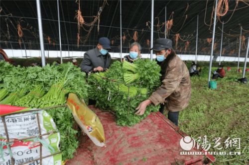 為民解難題 空港新城打通農產品銷路，助力農業種植新發展