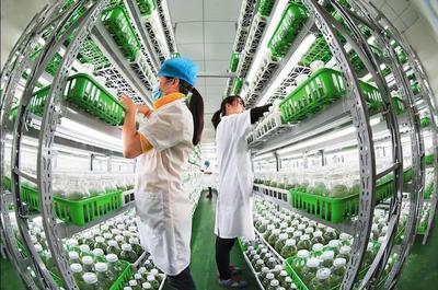 漫談｜各司其職完善產業鏈，讓農民種上放心田——水產養殖篇