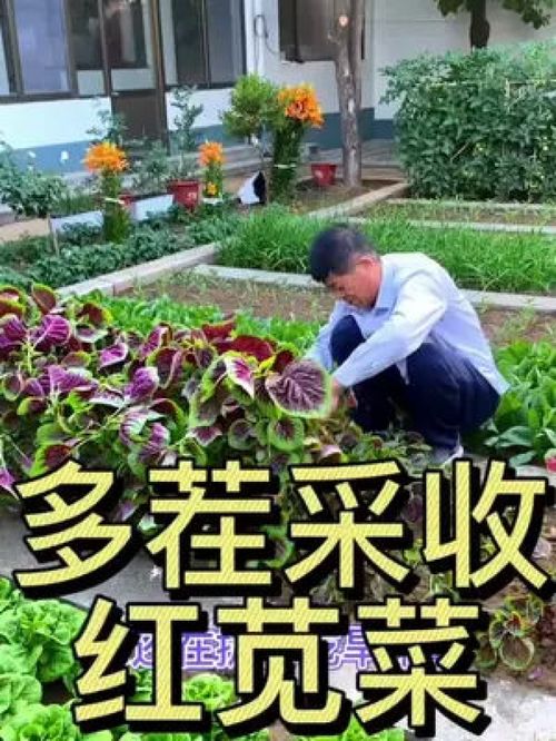 多茬采收的莧菜 優(yōu)質(zhì)農(nóng)產(chǎn)品種植正當(dāng)時(shí)，助力鄉(xiāng)村振興